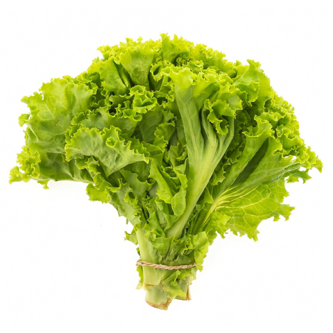 Lollo Bionda Lettuce