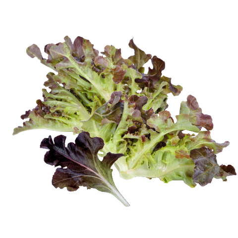 OakLeaf Lettuce Red/Green