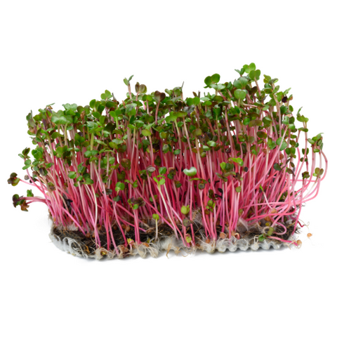 Radish Microgreens