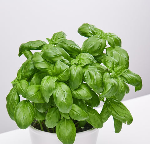 Sweet Basil Plant (Potted)