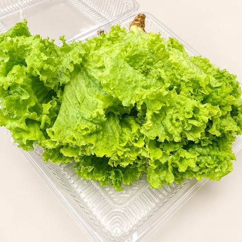 Lollo Bionda Green Coral Lettuce