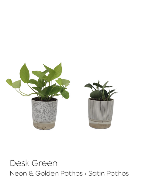 House Plants