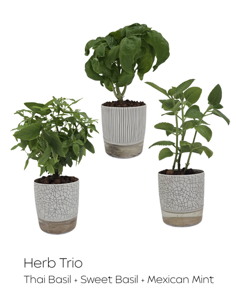 Herbs Trio