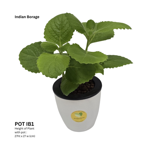 Potted Plant - Indian Borage Pot 1