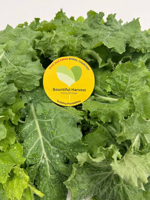 Siberian Kale Leaves
