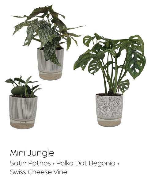House Plants