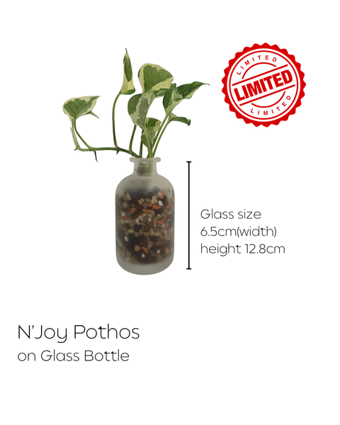 LIMITED Mixed Glass Potted Plants