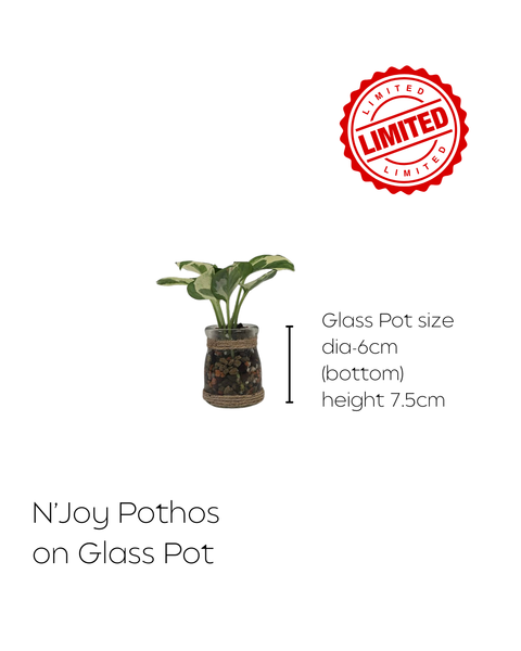 LIMITED Mixed Glass Potted Plants