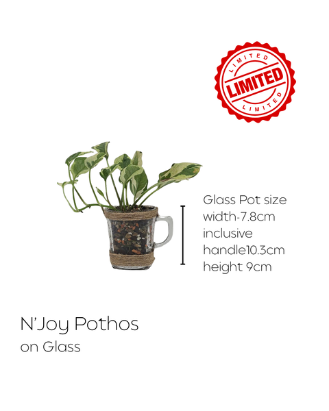 LIMITED Mixed Glass Potted Plants