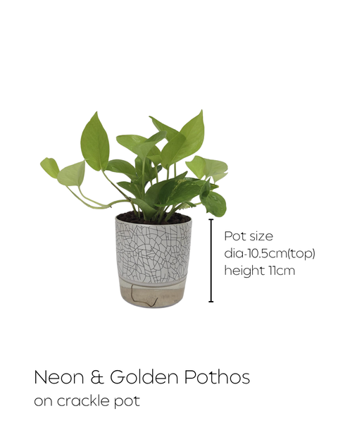 House Plants