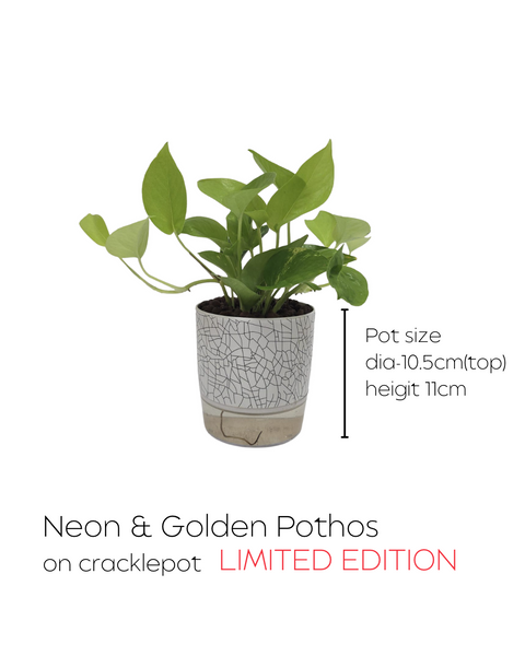 House Plants