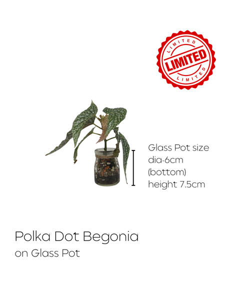 LIMITED Mixed Glass Potted Plants
