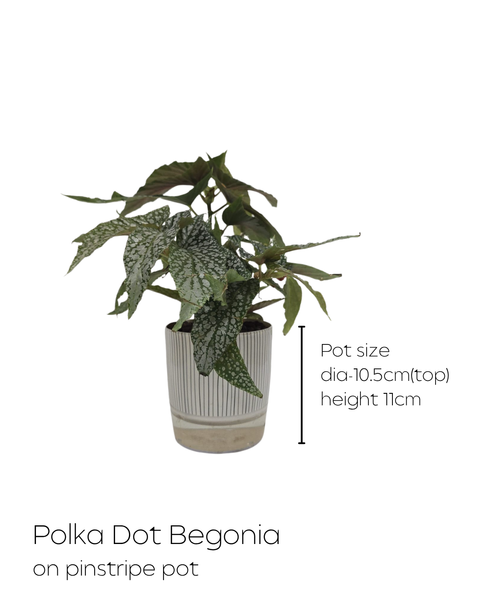 House Plants