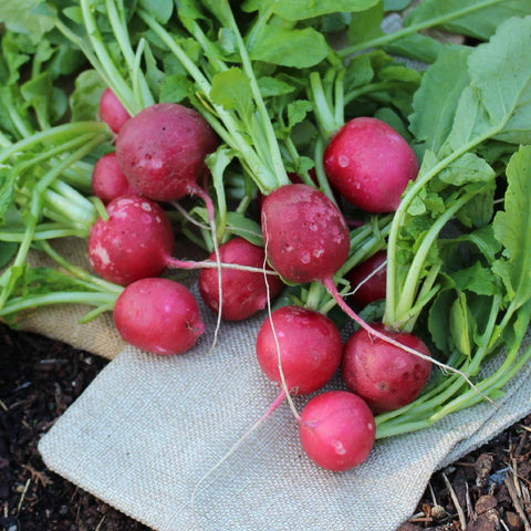 Mini Red Round Radish