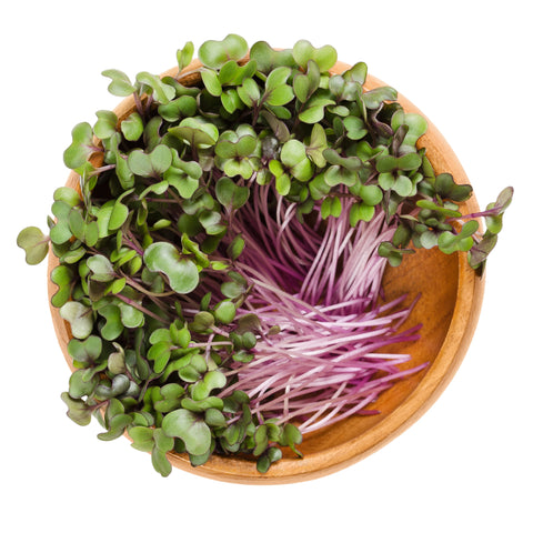 Cabbage Microgreens