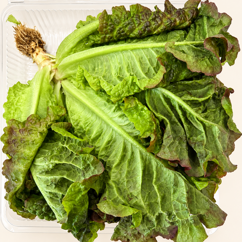 Red Romaine Lettuce