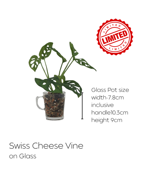 LIMITED Mixed Glass Potted Plants