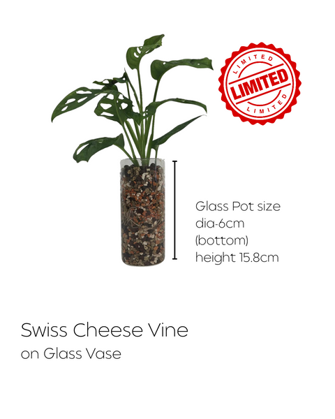 LIMITED Mixed Glass Potted Plants