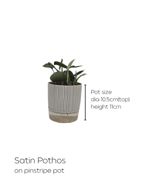 House Plants
