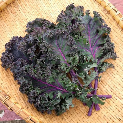 Scarlet Kale