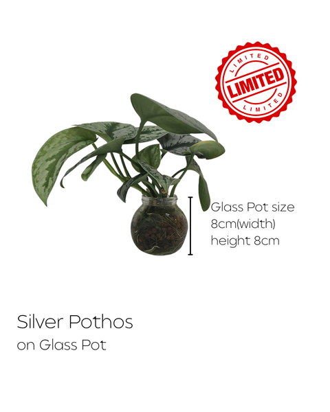 LIMITED Mixed Glass Potted Plants