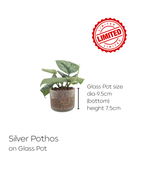 LIMITED Mixed Glass Potted Plants