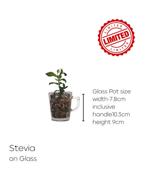 LIMITED Mixed Glass Potted Plants
