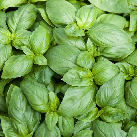 Sweet Basil Leaves