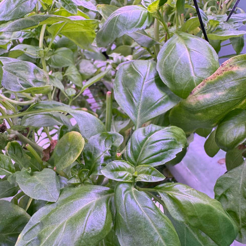 Sweet Basil Leaves