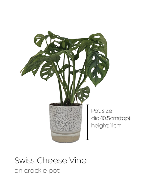 House Plants