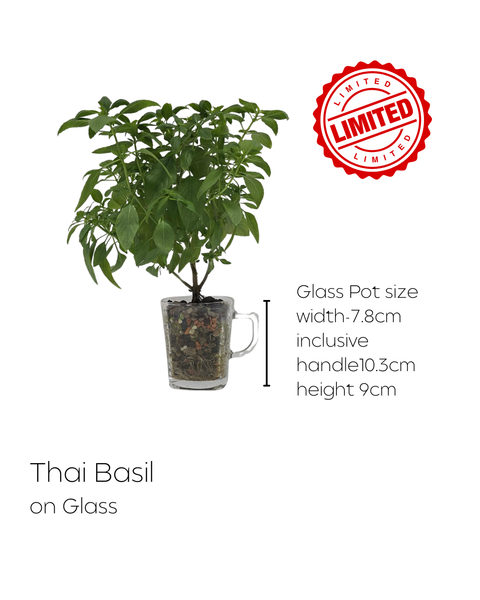LIMITED Mixed Glass Potted Plants