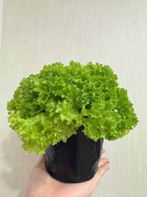 Red/Green Batavia Lettuce