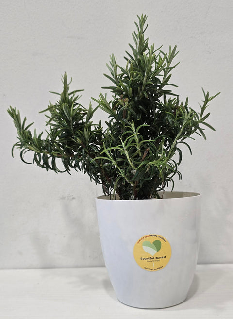 Potted Rosemary / Thyme