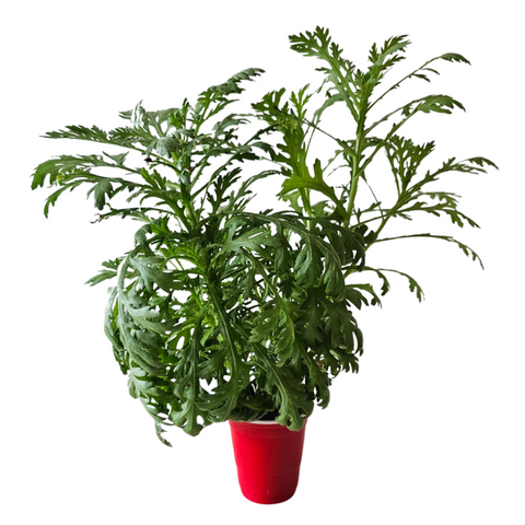 Chrysanthemum Greens (TANG OH 茼蒿, 春菊)